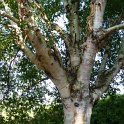 Betula albo-sinensis